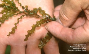 Curlyleaf pondweed has distinct lasagna looking leaves. It spreads by hardy seed pods called turions that fall off the plants early towards the middle of the summer.