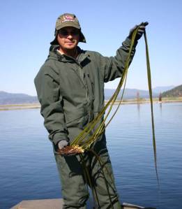 Flowering rush plant