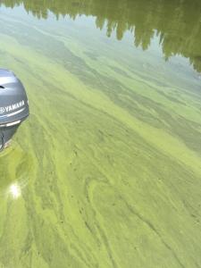 Blue-green algae bloom Hayden Lake 2015